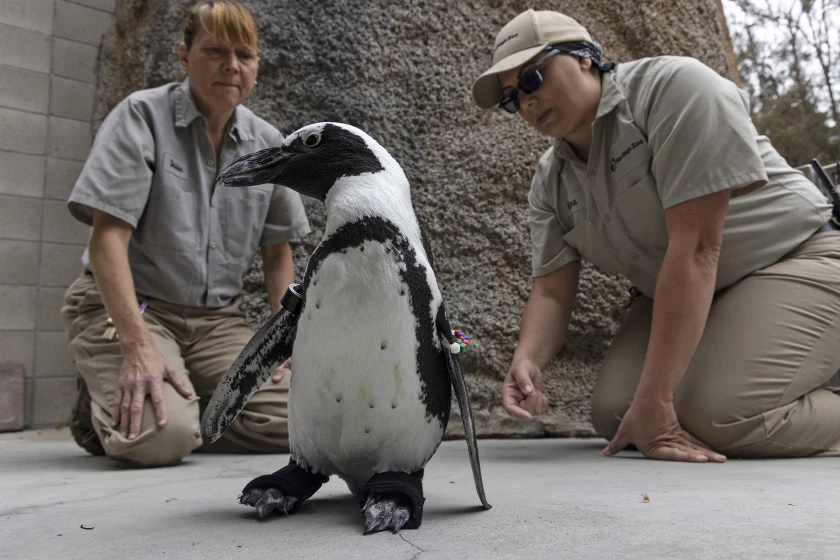 Pingüino logra caminar con zapatos ortopédicos en el Zoo de San Diego