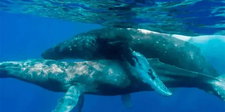 Captan por primera vez a ballenas apareándose … nomás que los 2 eran machos Captan por primera vez a ballenas apareándose … nomás que los 2 eran machos