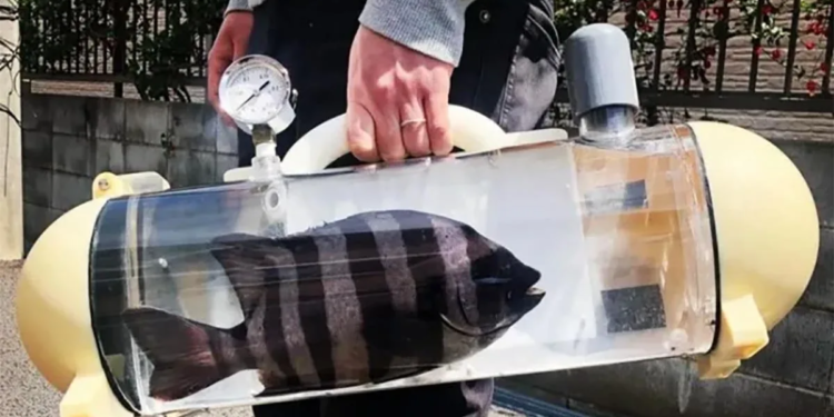 No se te olvide sacar a pasear a tu pez No se te olvide sacar a pasear a tu pez