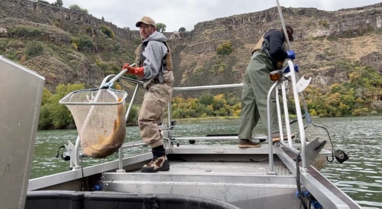 El Departamento de Agricultura del Estado de Idaho intensifica el monitoreo del mejillón quagga en el río Snake