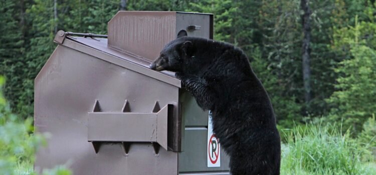 El Departamento de Pesca y Caza de Idaho observa un aumento en los avistamientos de osos negros en las comunidades del valle del río Wood.