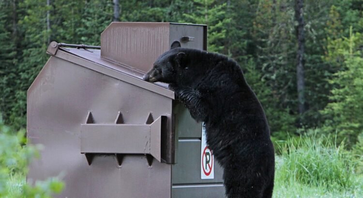 El Departamento de Pesca y Caza de Idaho observa un aumento en los avistamientos de osos negros en las comunidades del valle del río Wood.