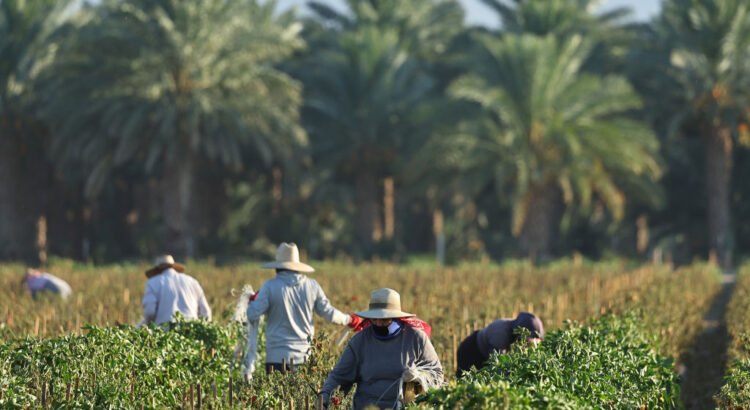 La congelación federal pone en peligro la educación de los trabajadores agrícolas migrantes en Idaho
