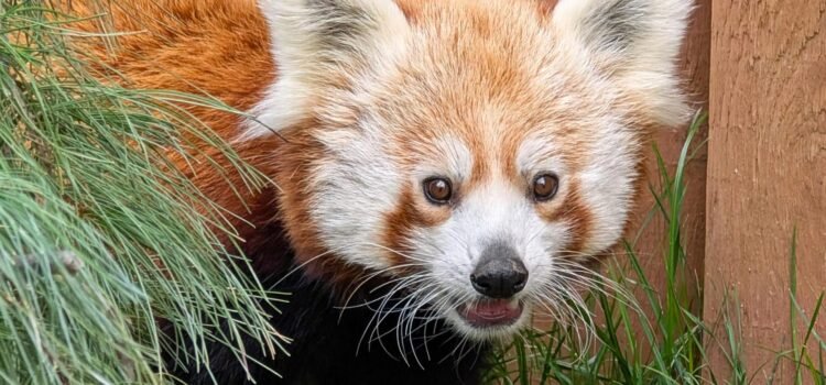 El Zoológico de Boise da la bienvenida a un panda rojo con lazos familiares