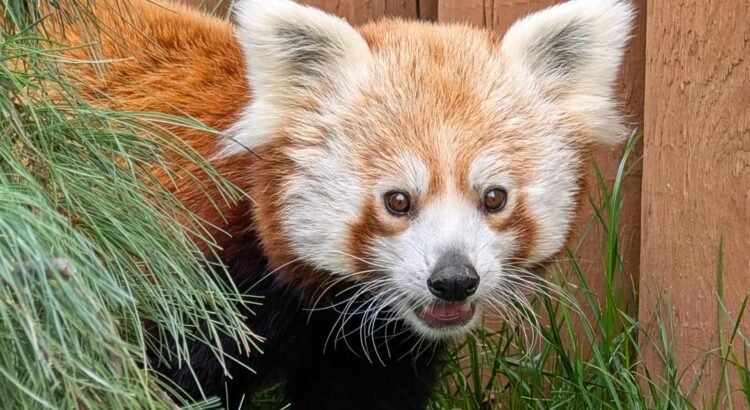 El Zoológico de Boise da la bienvenida a un panda rojo con lazos familiares
