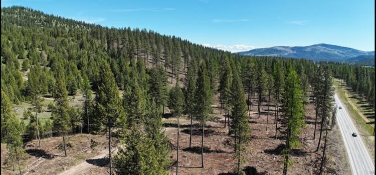 Estudio sitúa a Idaho entre los mejores estados para pasear por el bosque