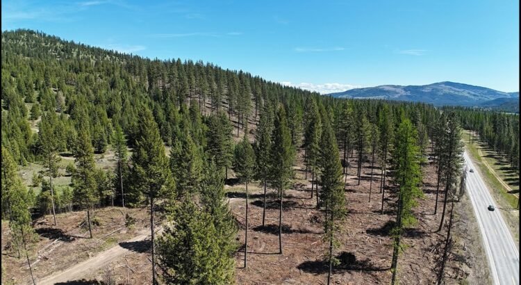 Estudio sitúa a Idaho entre los mejores estados para pasear por el bosque