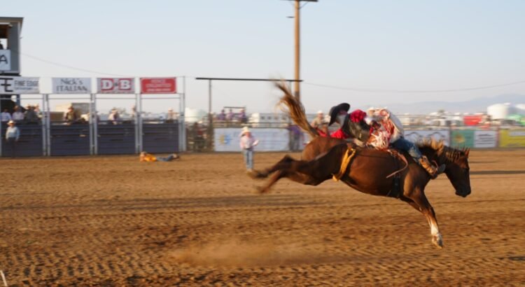 El rodeo Kuna Stampede atrae a una multitud que agota sus entradas El rodeo Kuna Stampede atrae a una multitud que agota sus entradas