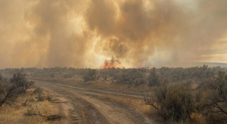 Tiradores recreativos de Idaho multados con $24,000 por provocar incendios forestales en 2024