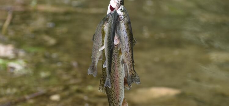 Idaho Power impulsa la pesca en el río Snake con la liberación de 70.000 truchas arcoíris