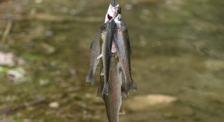 Idaho Power impulsa la pesca en el río Snake con la liberación de 70.000 truchas arcoíris Idaho Power impulsa la pesca en el río Snake con la liberación de 70.000 truchas arcoíris