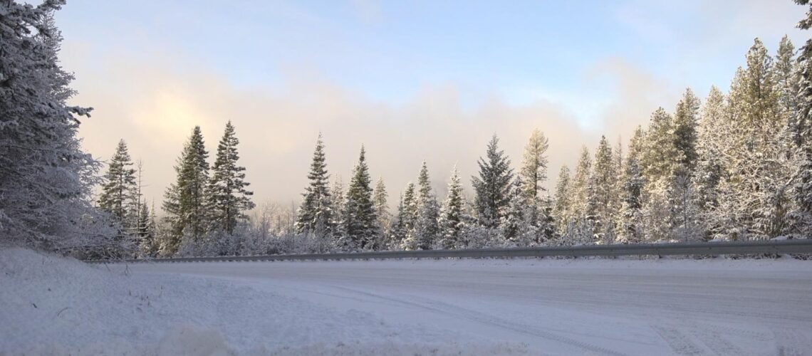 El Bosque Nacional de Boise ofrece permisos para plantar árboles de Navidad por $10 durante la temporada navideña.