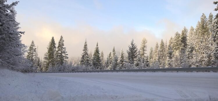 El Bosque Nacional de Boise ofrece permisos para plantar árboles de Navidad por $10 durante la temporada navideña.