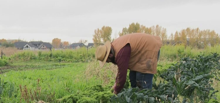 Agricultores de Boise comparten el trabajo detrás de tu cena de Acción de Gracias